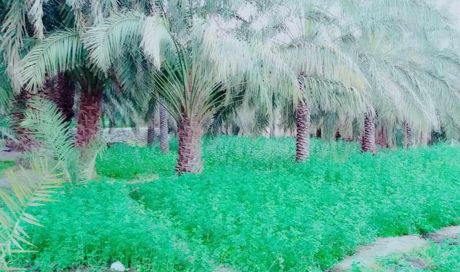 روستای تخت ملک نیک شهر