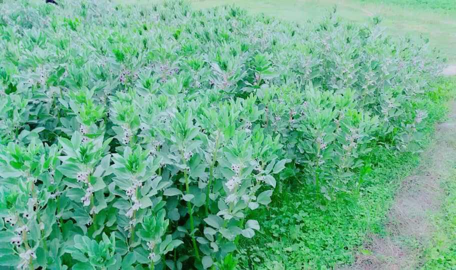 روستای تخت ملک نیک شهر