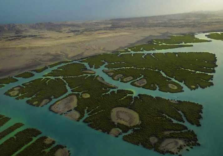 پارک ملی دریایی دیر-نخیلو، بهشت پرندگان و زیباترین پارک پرندگان در خاورمیانه