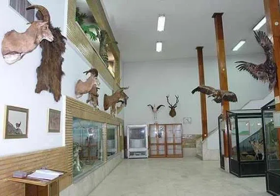 موزه تاریخ طبیعی زنجان، گشتی در حیات وحش استثنایی