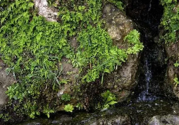 آبشار وغار زیبای لادیز