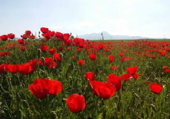 دشت های توصیف ناپذیر بهار همدان