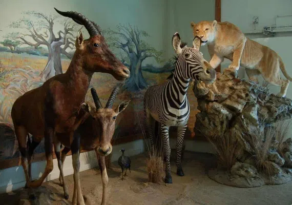 موزه تاریخ طبیعی دارآباد