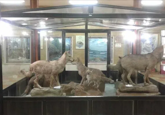 موزه تاریخ طبیعی زنجان، گشتی در حیات وحش استثنایی