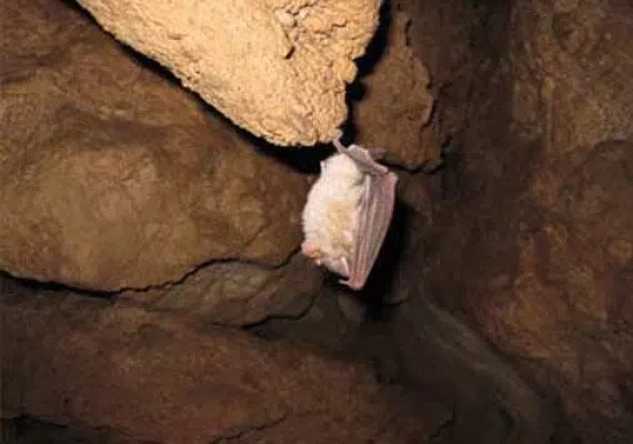 غار گلجیک زنجان، معجزه ای از جنس آهک