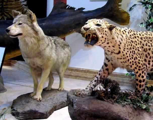 موزه تاریخ طبیعی دارآباد