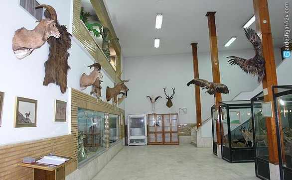 موزه تاریخ طبیعی زنجان، گشتی در حیات وحش استثنایی