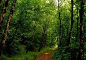 روستای صفرابسته آستانه اشرفیه گیلان