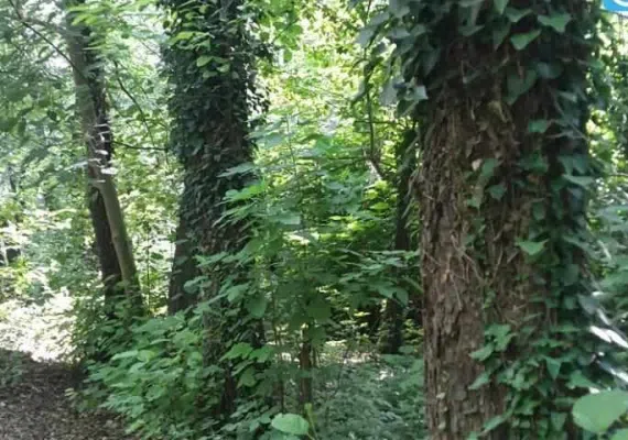 روستای صفرابسته، تونلی از جنس توسکاهایی که یکدیگر را به آغوش کشیده اند