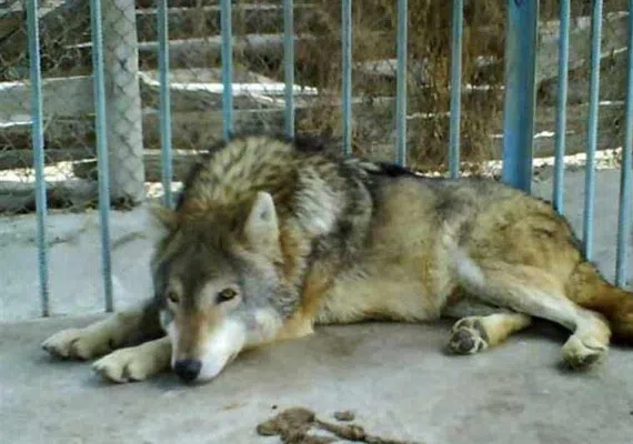 پارک باغلار باغی تبریز