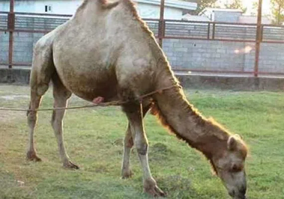 پارک باغلار باغی تبریز