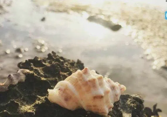 جزیره ماسه ای شیف