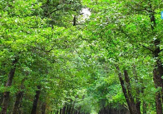 روستای صفرابسته، تونلی از جنس توسکاهایی که یکدیگر را به آغوش کشیده اند