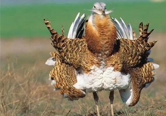 تالاب بین المللی قره قشلاق بناب