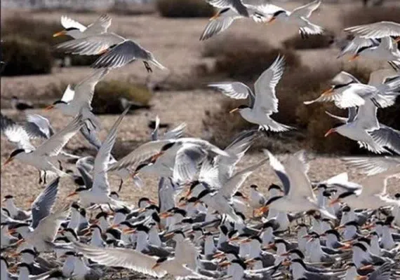 پارک ملی دریایی دیر-نخیلو، بهشت پرندگان و زیباترین پارک پرندگان در خاورمیانه