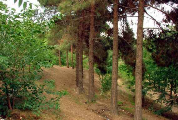 پارک جنگلی چیتگر، پارکی با امکانات متعدد