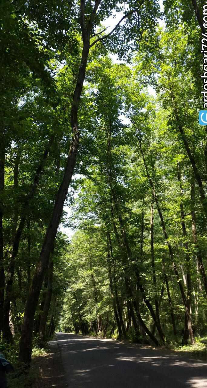 روستای صفرابسته، تونلی از جنس توسکاهایی که یکدیگر را به آغوش کشیده اند