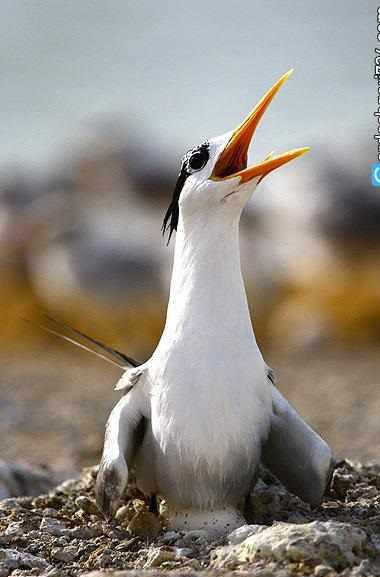 منطقه حفاظت شده مند