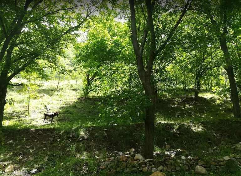 آبشار گل آخور ورزقان