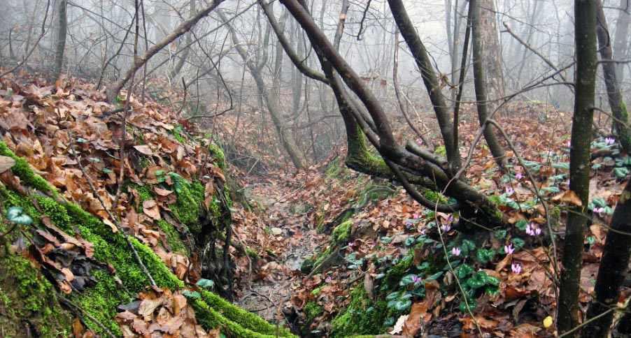 بندر کیاشهر