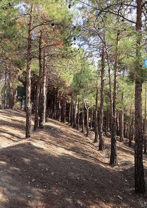 پارک جنگلی چیتگر، پارکی با امکانات متعدد