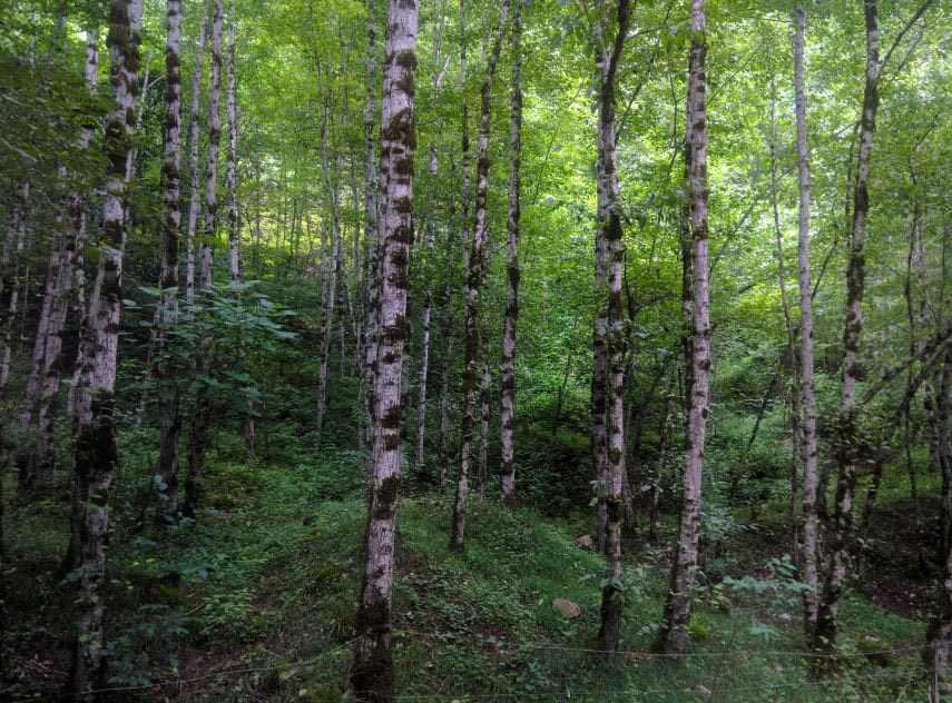 آبشار ویسادار