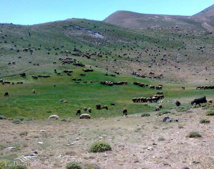 منطقه حفاظت شده انگوران