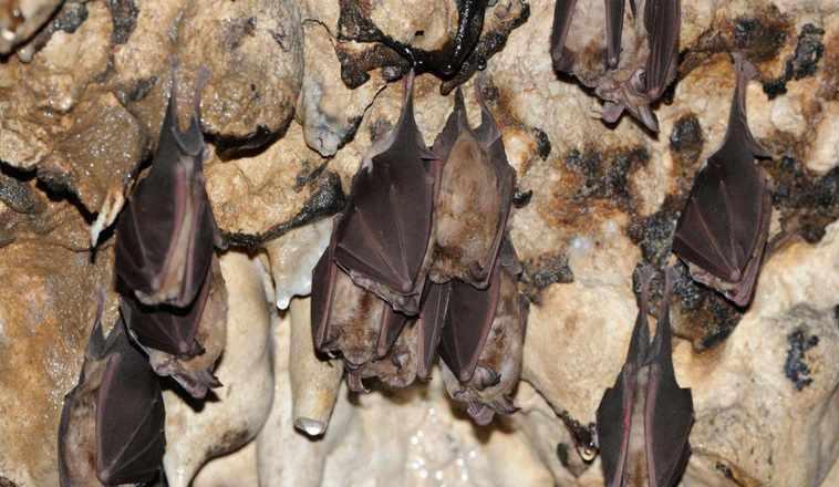 غار رود افشان، غاری شگفت انگیز در اطراف تهران