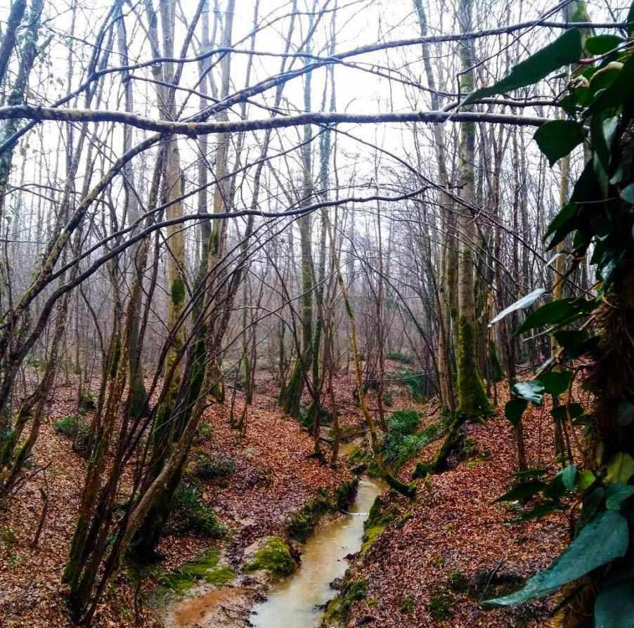 بندر کیاشهر