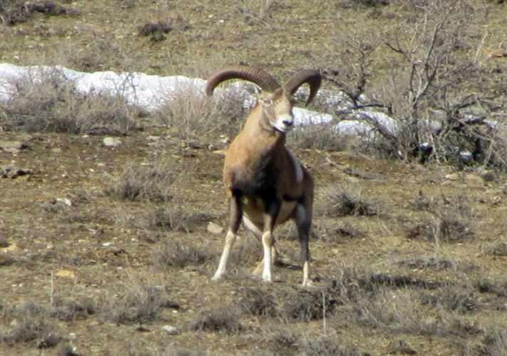 منطقه حفاظت شده انگوران