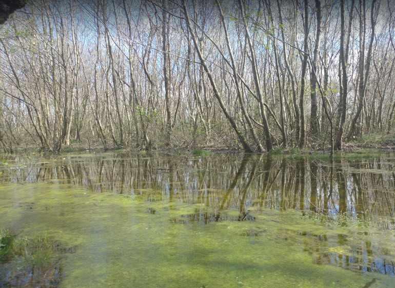 پارک جنگلی کیاشهر