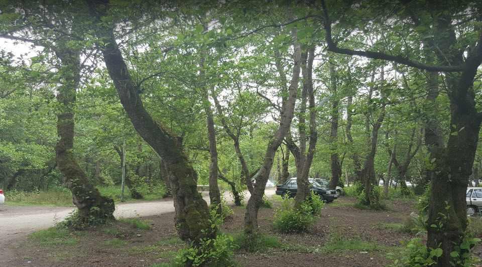 پارک جنگلی کیاشهر