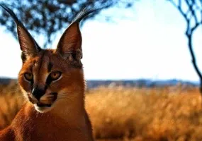 کویر کاراکال، زیستگاه گربه سان زیبای ایرانی