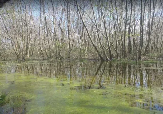 پارک جنگلی کیاشهر