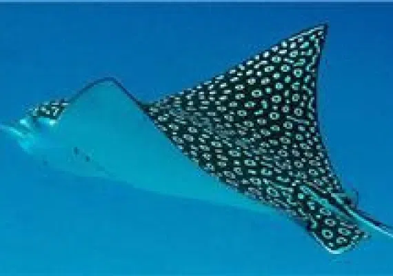 حیات وحش دریایی قشم
