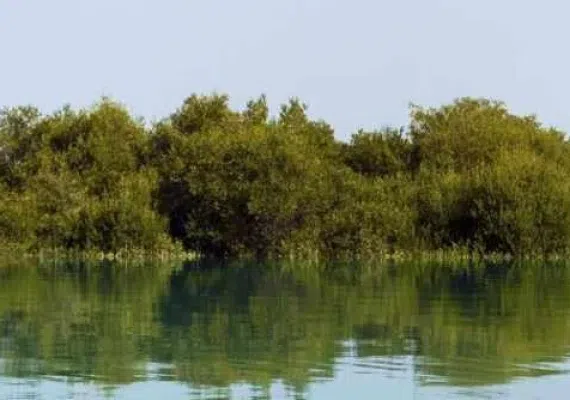 جنگل حرا