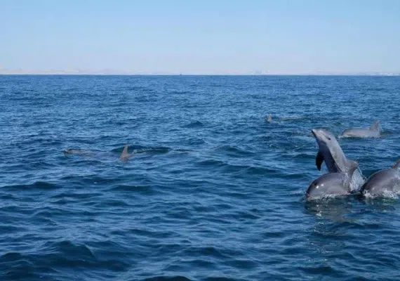 جزیره هنگام، سکونت گاه دلفین ها و ماهی های رنگی آکواریومی