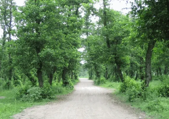 پارک جنگلی کیاشهر