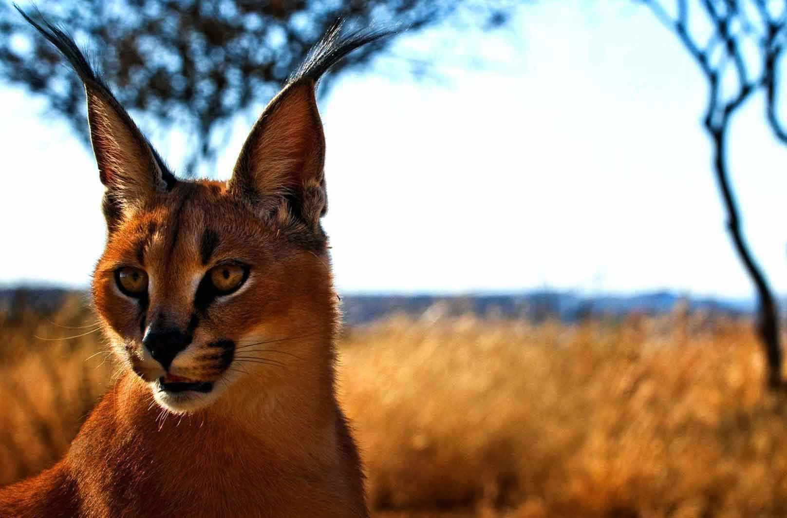 کویر کاراکال، زیستگاه گربه سان زیبای ایرانی