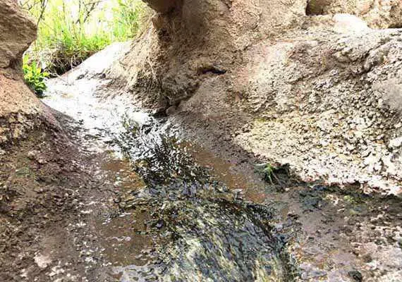 نوفرست
