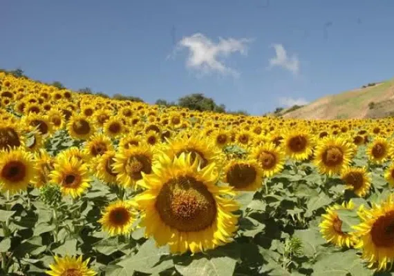 روستای توریان
