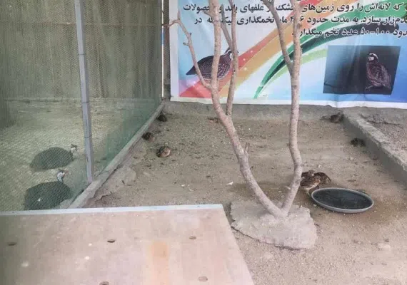 پارک کروکدیل ها