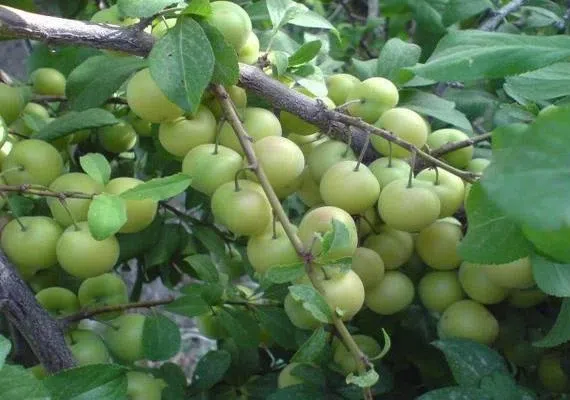 روستای گل خوسف