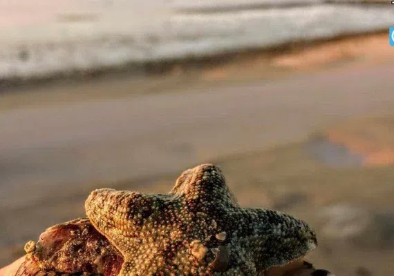 حیات وحش دریایی قشم