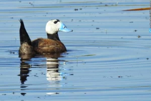 تالاب حسنلو