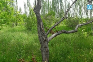 منطقه طبیعی چهاربرج