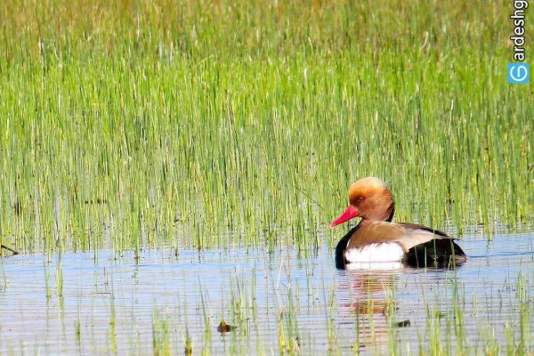 تالاب حسنلو