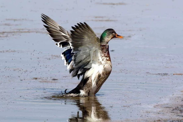 تالاب بهشت معصومه، تنها تالاب دائمی قم