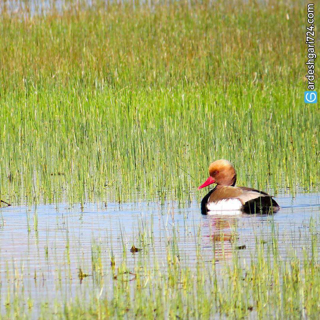 تالاب حسنلو
