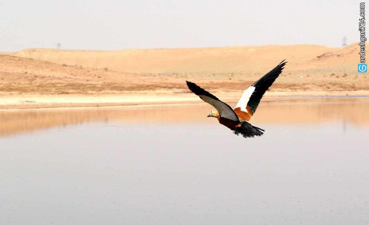 تالاب بهشت معصومه، تنها تالاب دائمی قم